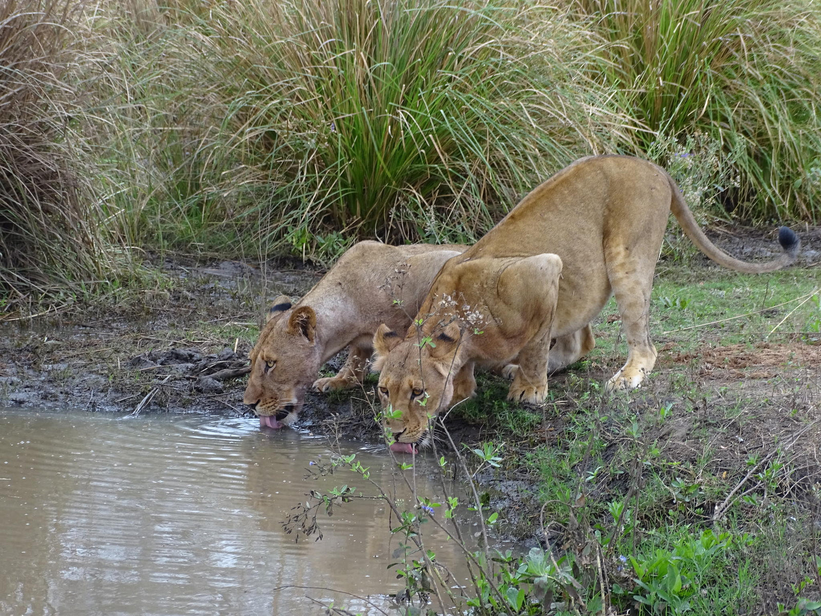Game Drives