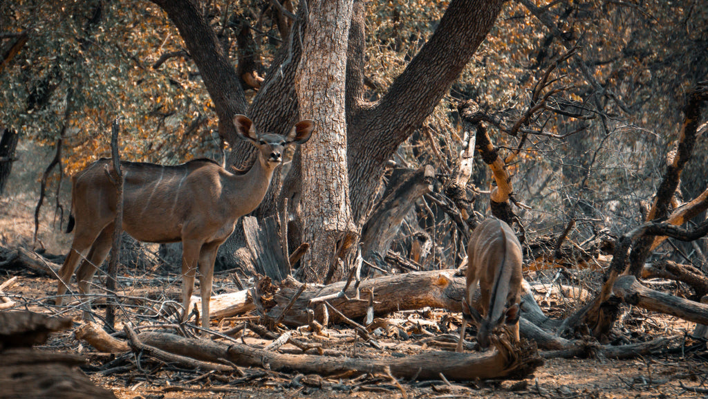 Embark on an Enchanting Nature Drive Adventure at Ugab Game Farm and Lodge (Chargeable Activity) gallery image 5
