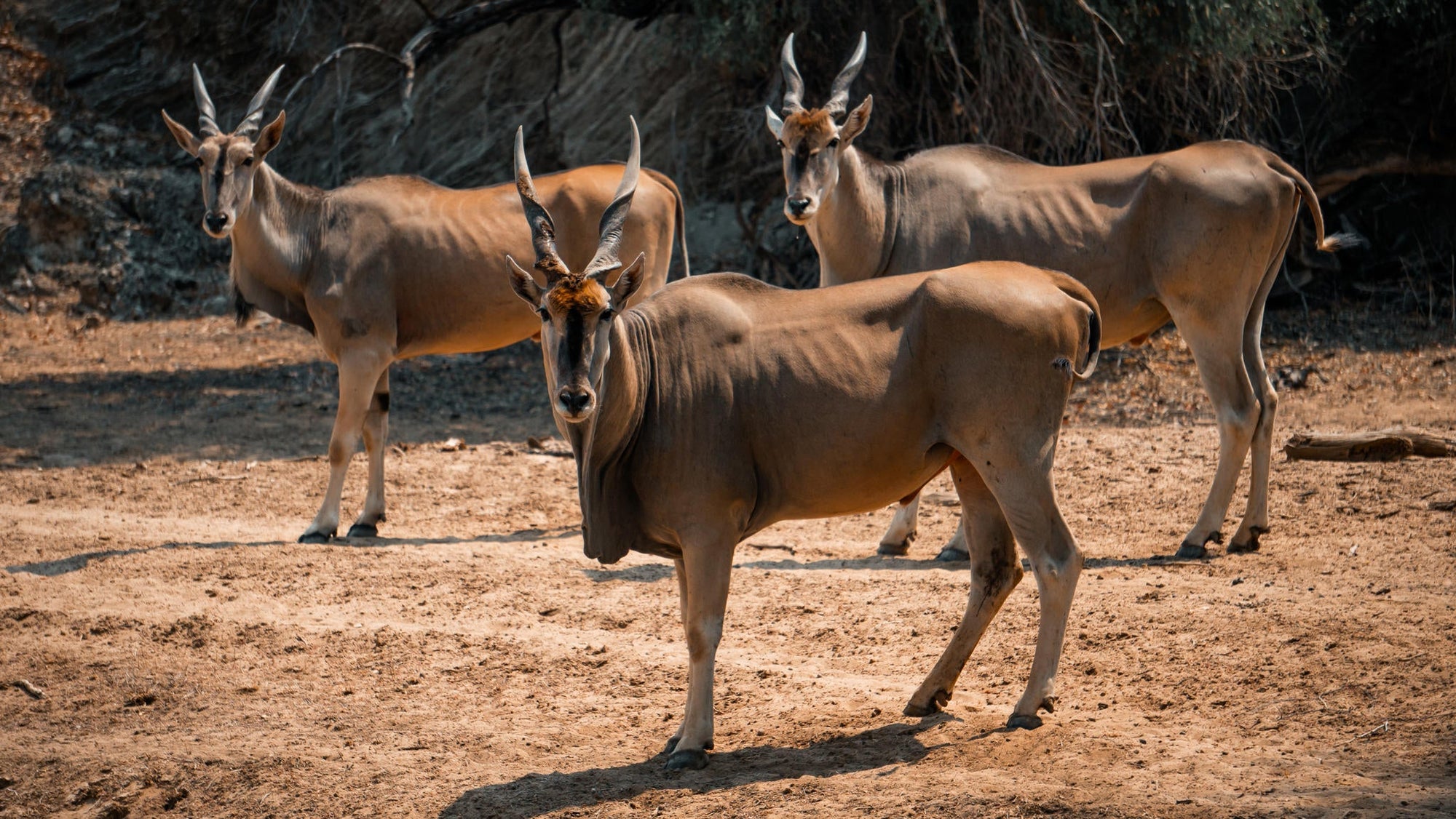 Embark on an Enchanting Nature Drive Adventure at Ugab Game Farm and Lodge (Chargeable Activity) gallery image 8