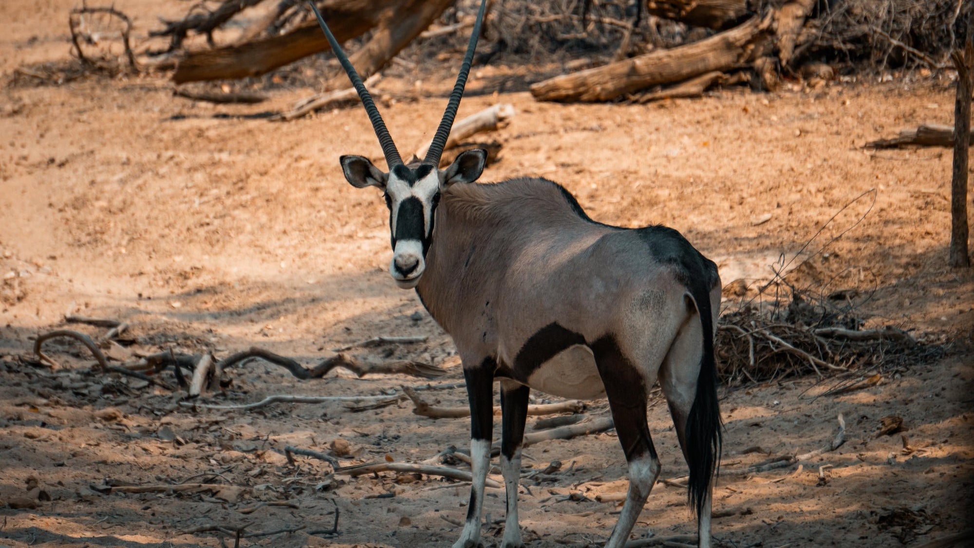 Embark on an Enchanting Nature Drive Adventure at Ugab Game Farm and Lodge (Chargeable Activity) gallery image 7