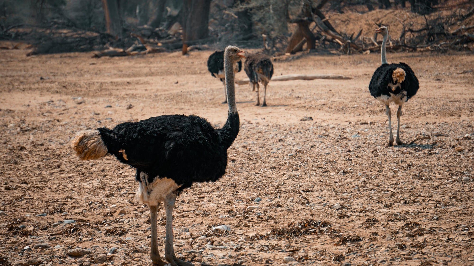 Embark on an Enchanting Nature Drive Adventure at Ugab Game Farm and Lodge (Chargeable Activity) gallery image 9