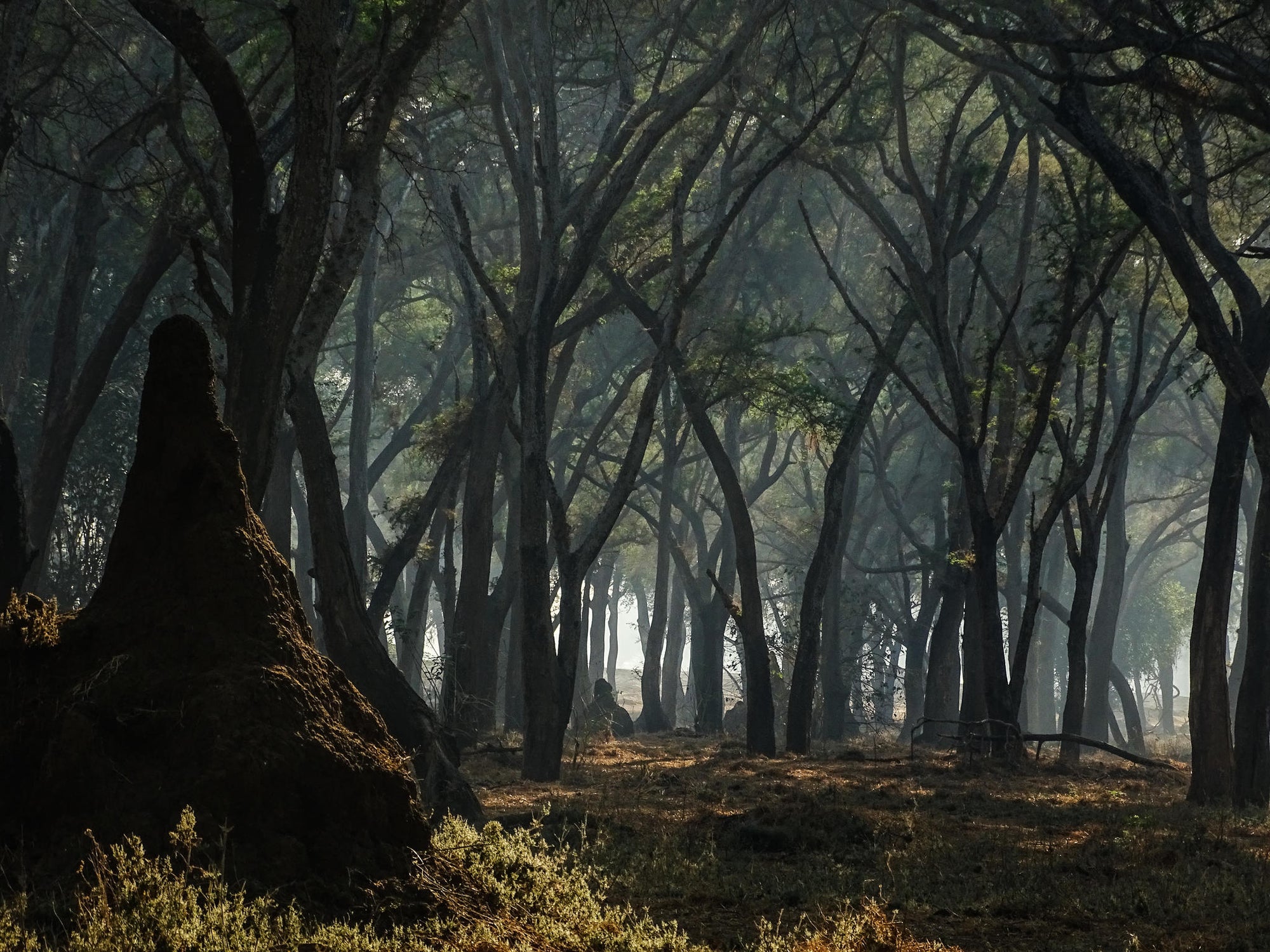 Walking Safaris gallery image 3