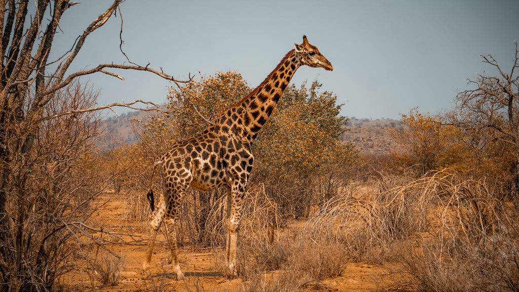 Embark on an Enchanting Nature Drive Adventure at Ugab Game Farm and Lodge (Chargeable Activity) gallery image 2