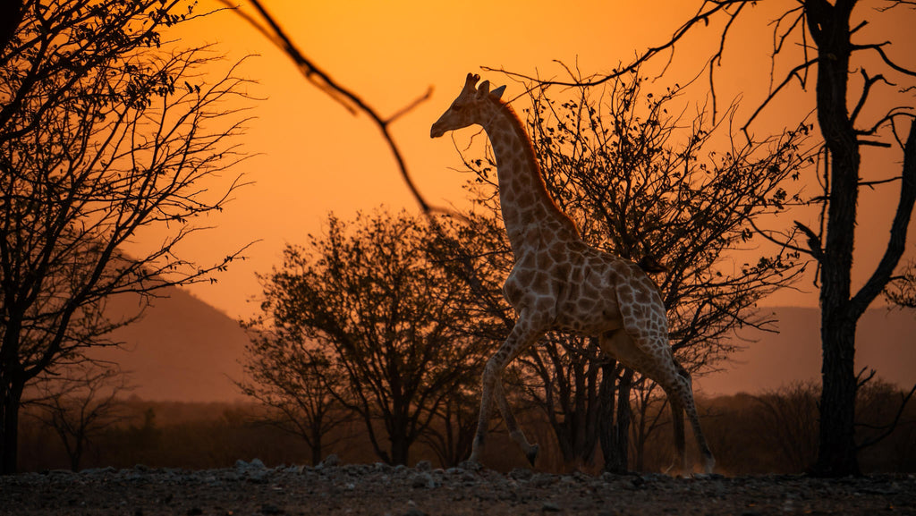 Embark on an Enchanting Nature Drive Adventure at Ugab Game Farm and Lodge (Chargeable Activity) gallery image 3