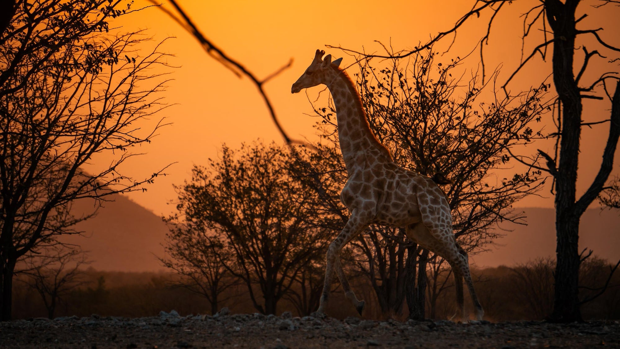 Relax and Unwind: Wildlife Viewing at Ugab Game Farm and Lodge (Free) gallery image 11