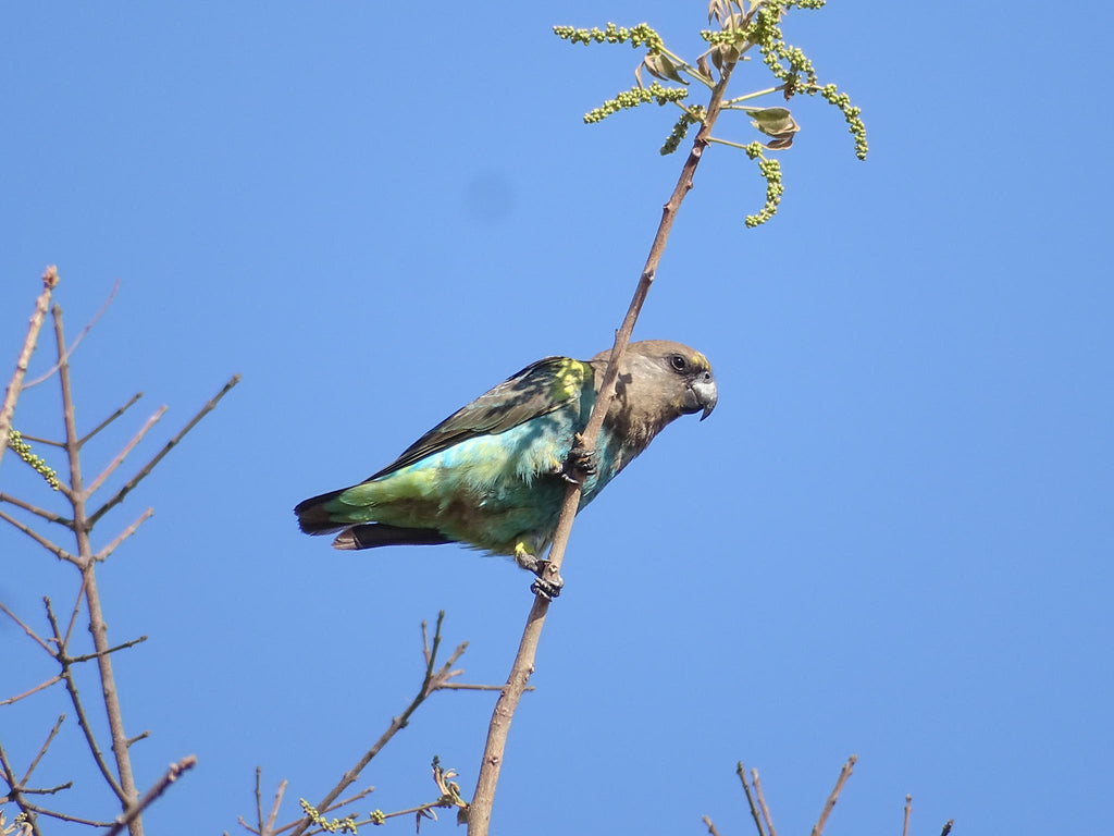 Birding gallery image 7