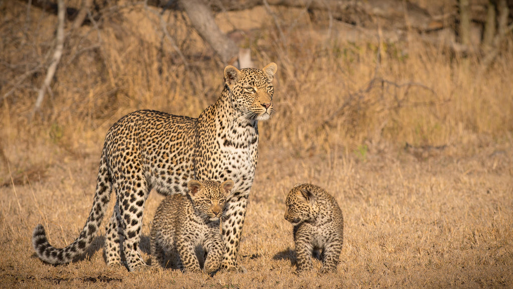 Game Drives  gallery image 9