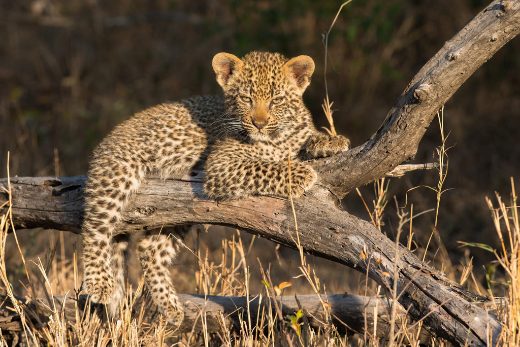 Game Drives  gallery image 12