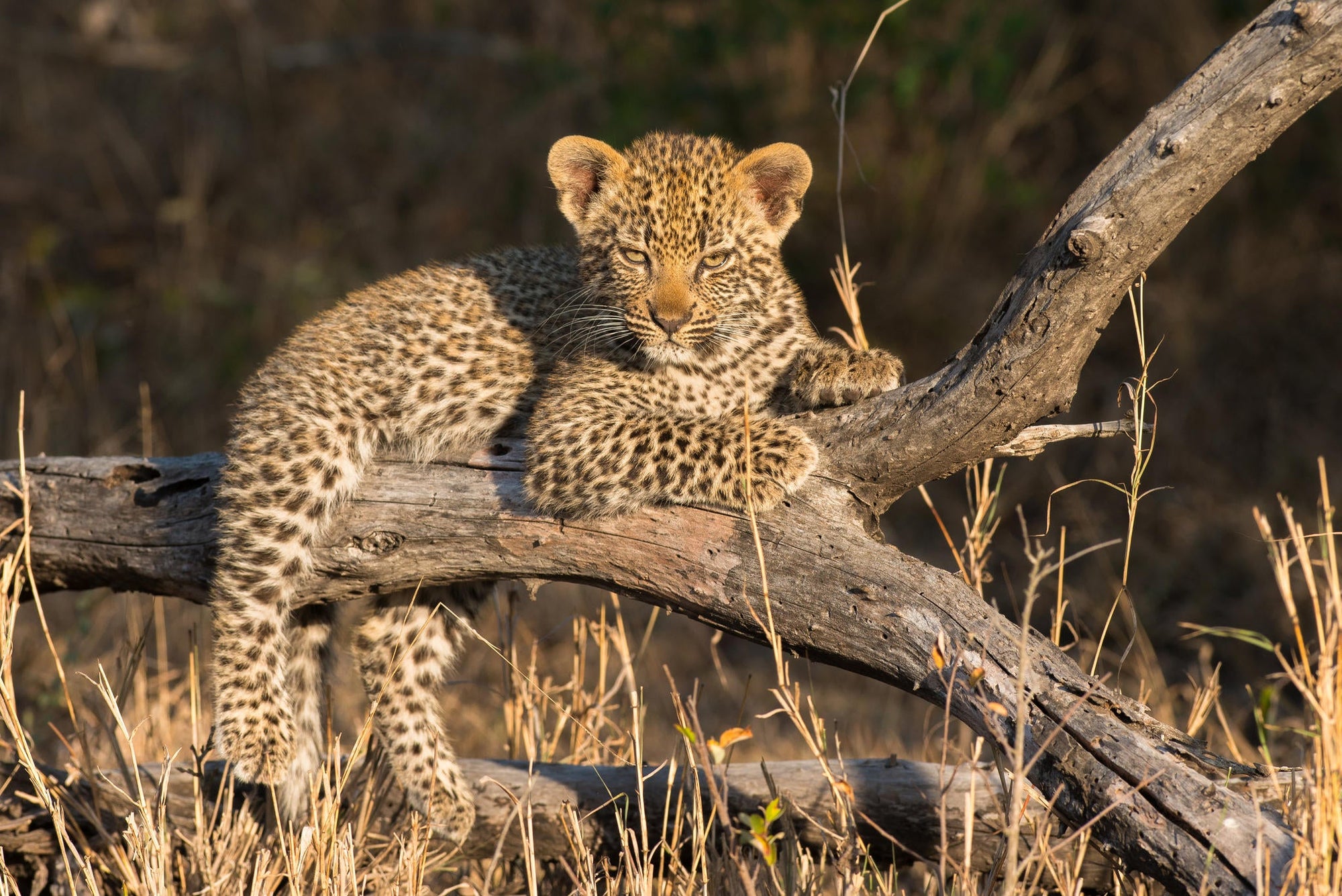 Game Drives  gallery image 12