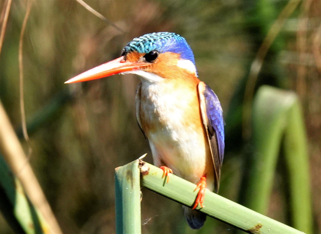 Boat safaris gallery image 14