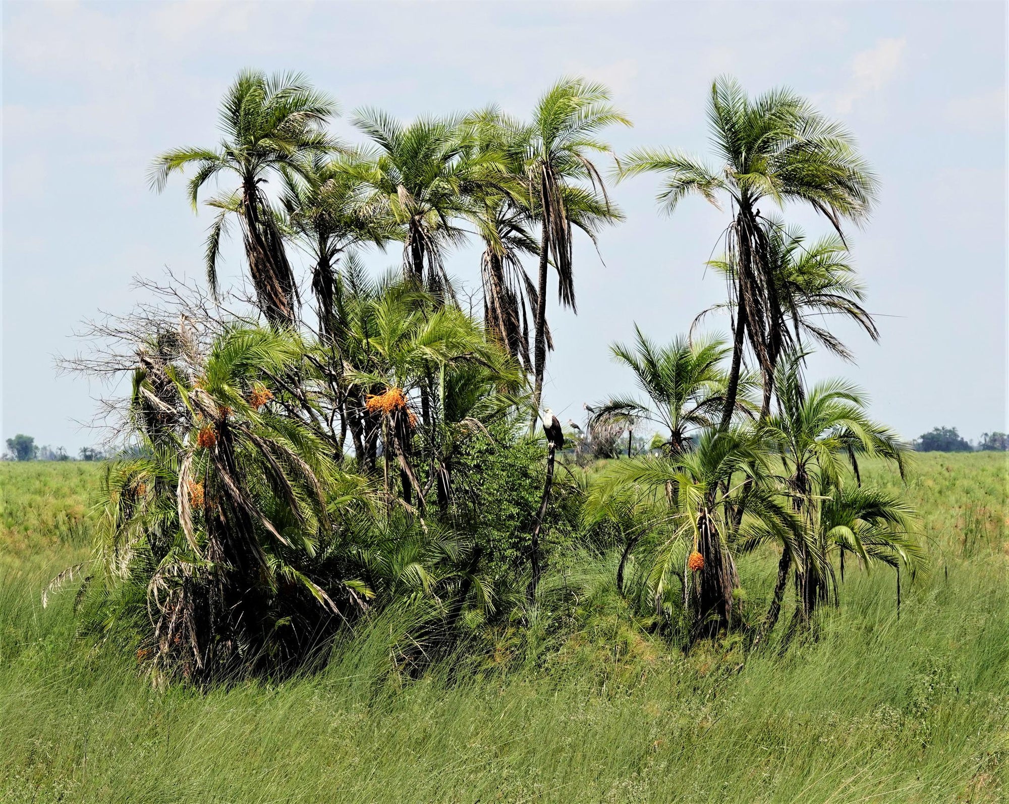 Boat safaris gallery image 19