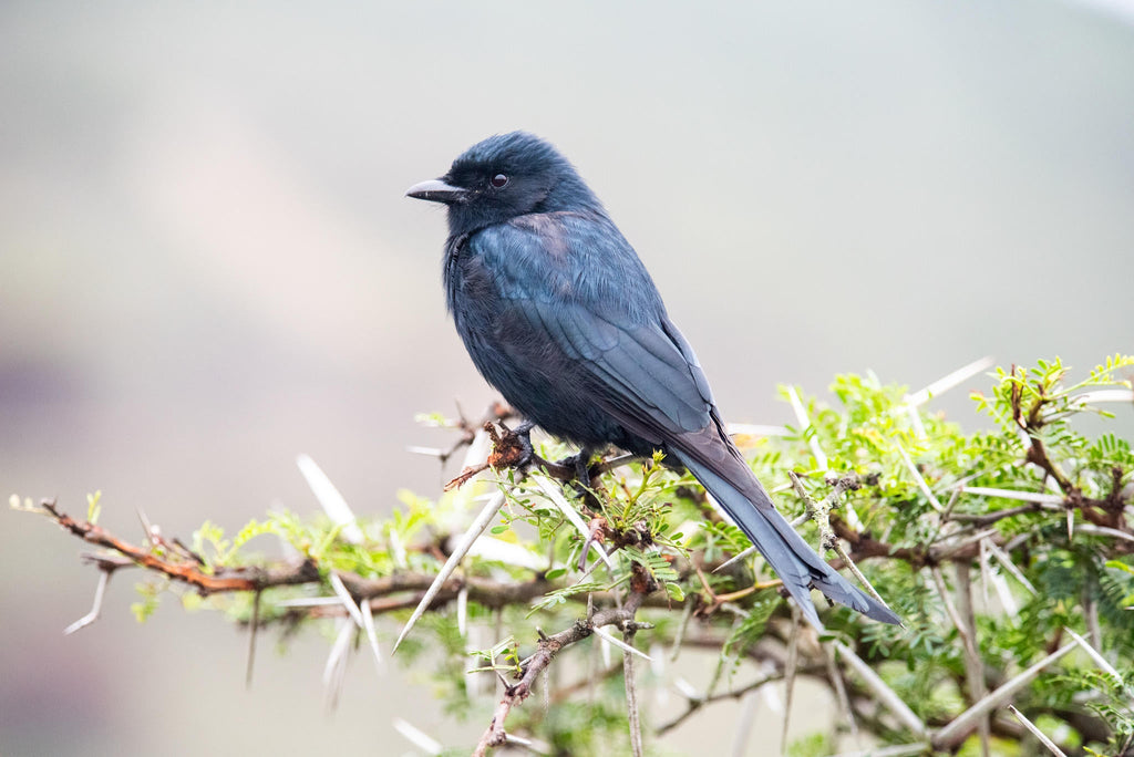 Birding gallery image 3