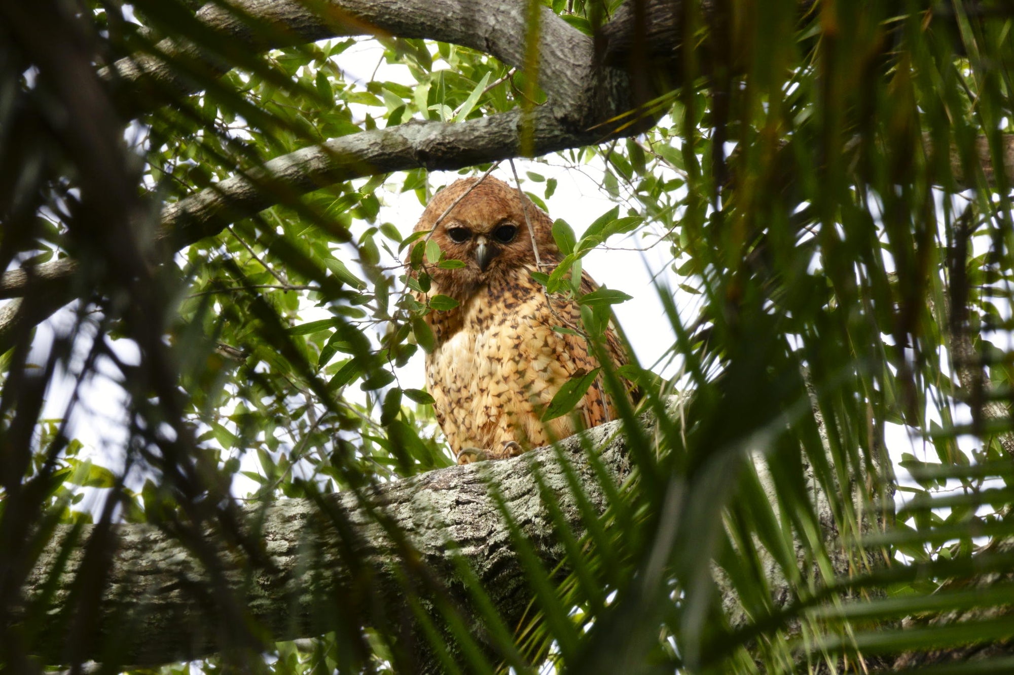 Guided Bush walks gallery image 13
