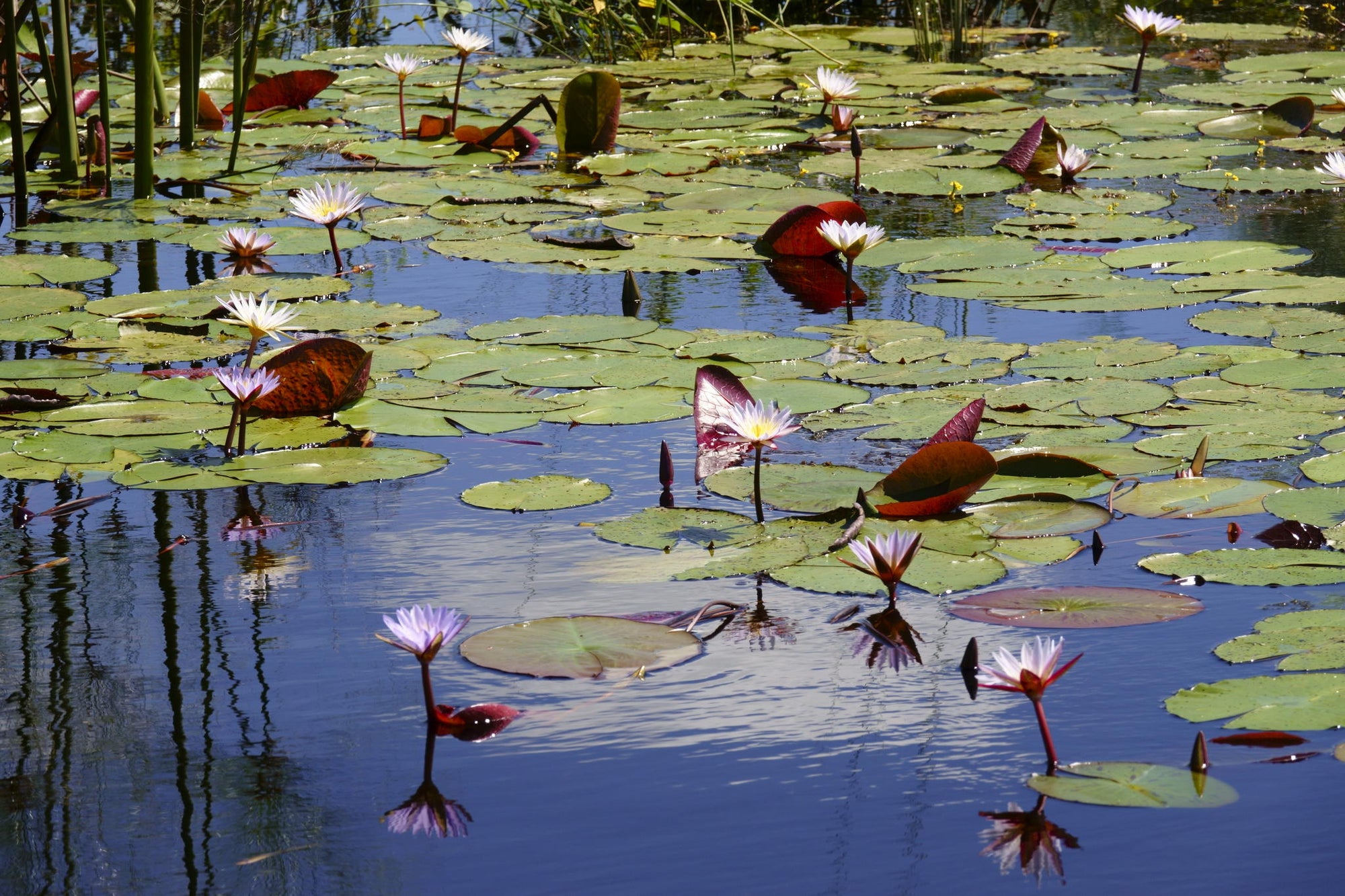 Boat safaris gallery image 17