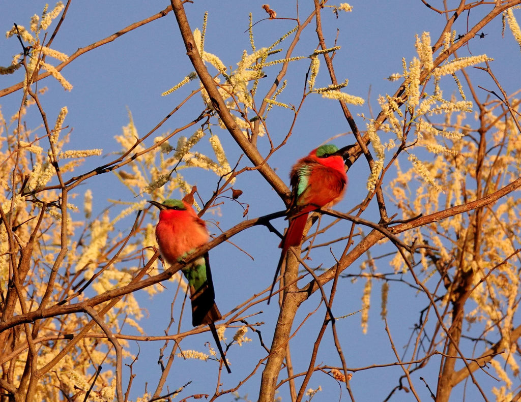 Guided Bush walks gallery image 17