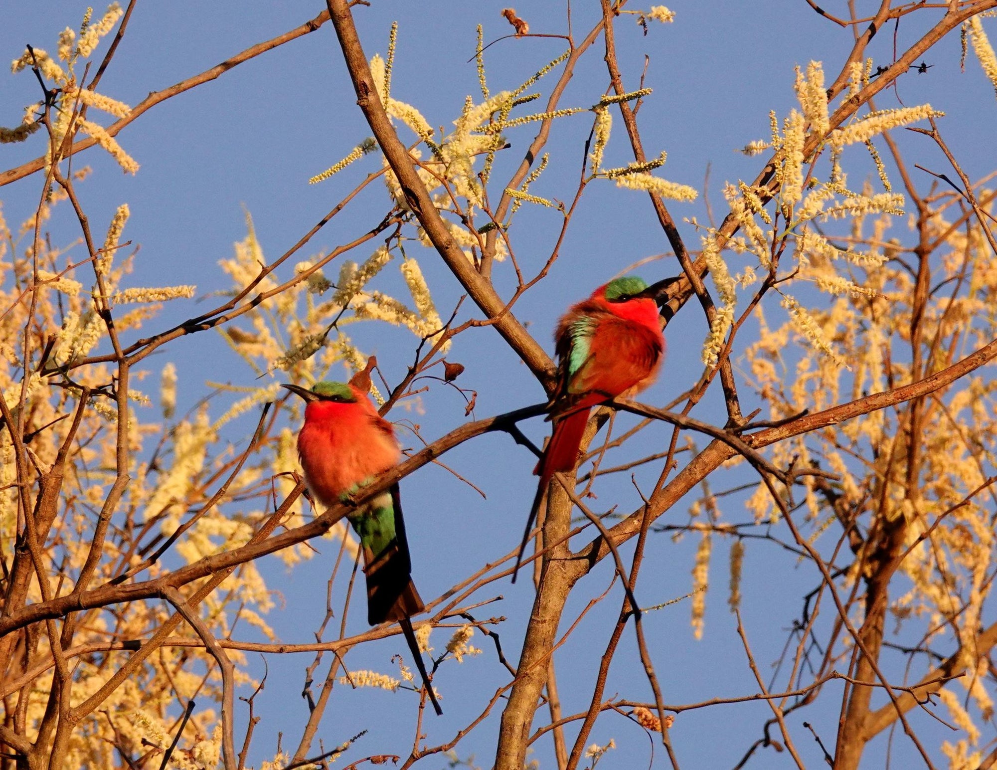 Guided Bush walks gallery image 17