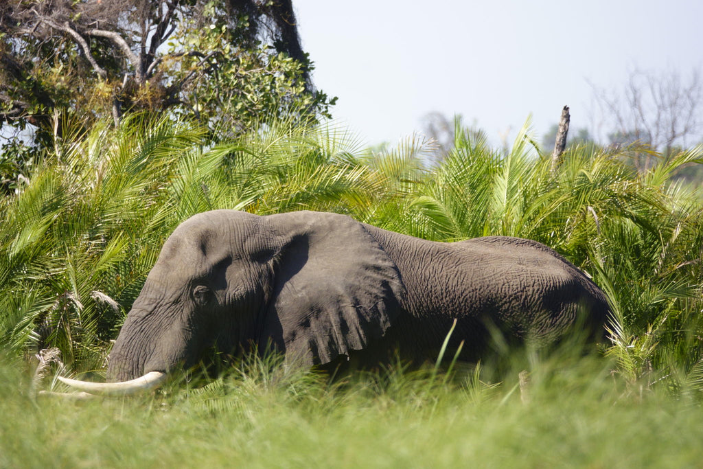 Boat safaris gallery image 20