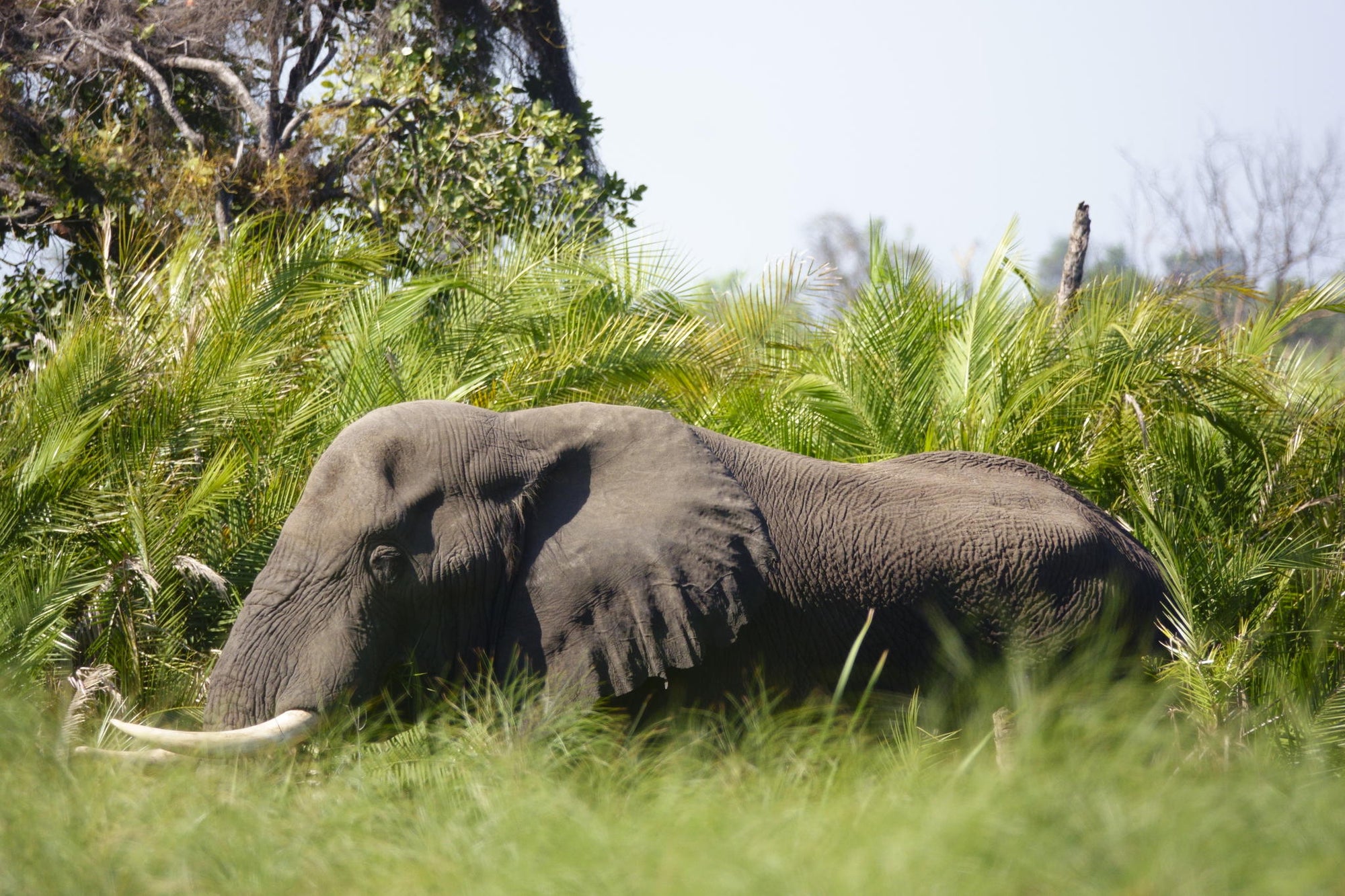 Boat safaris gallery image 20