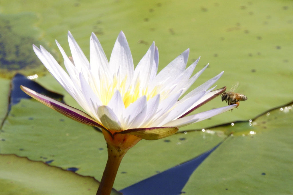 Boat safaris gallery image 15