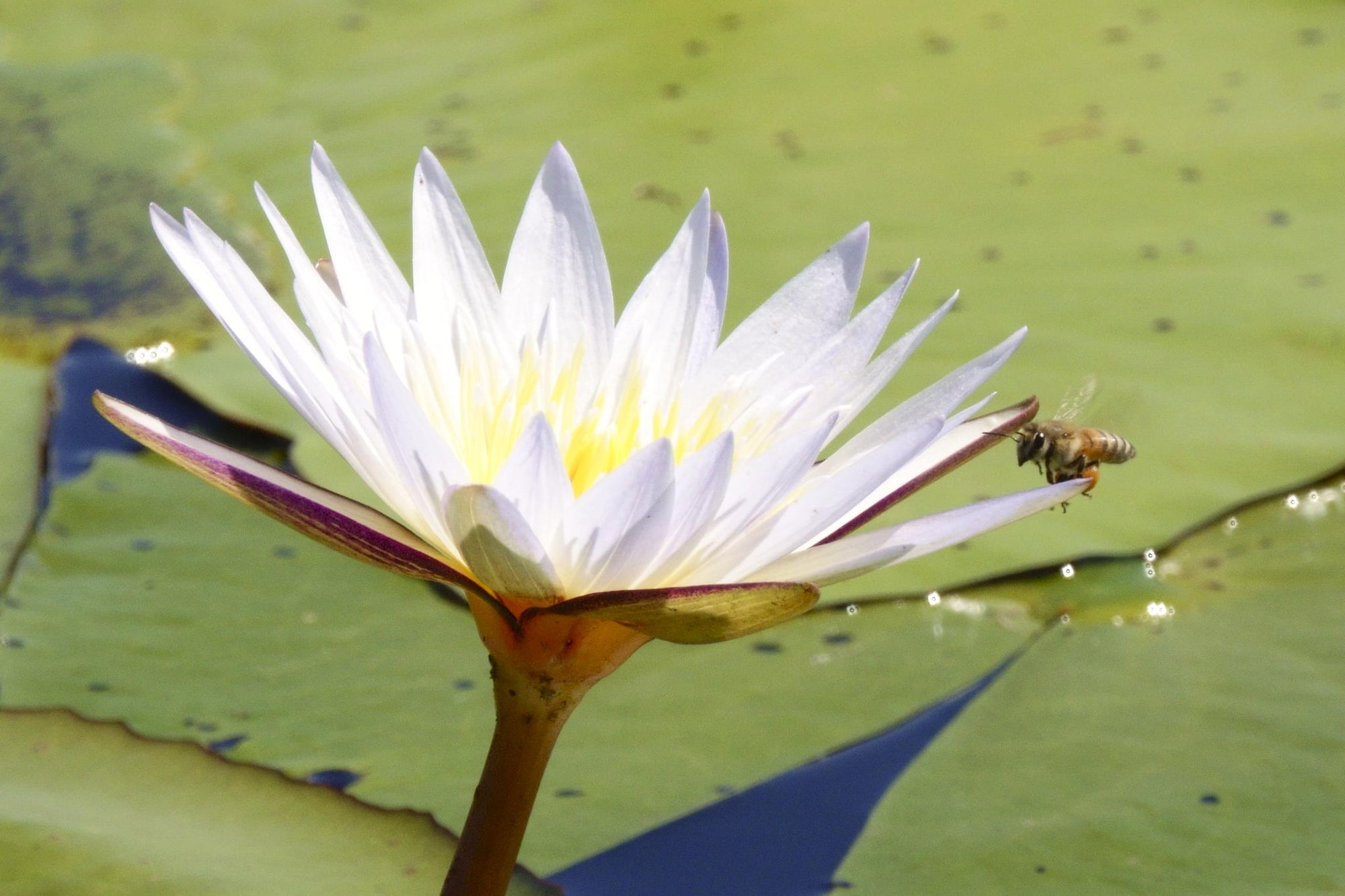 Boat safaris gallery image 15