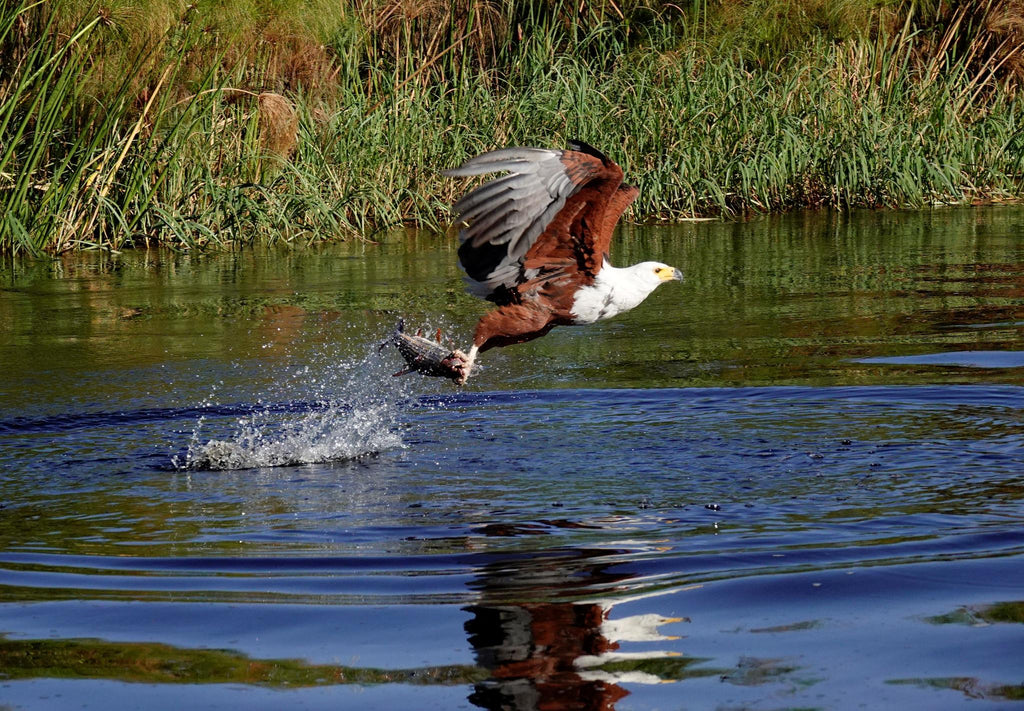 Catch and Release Fishing gallery image 7