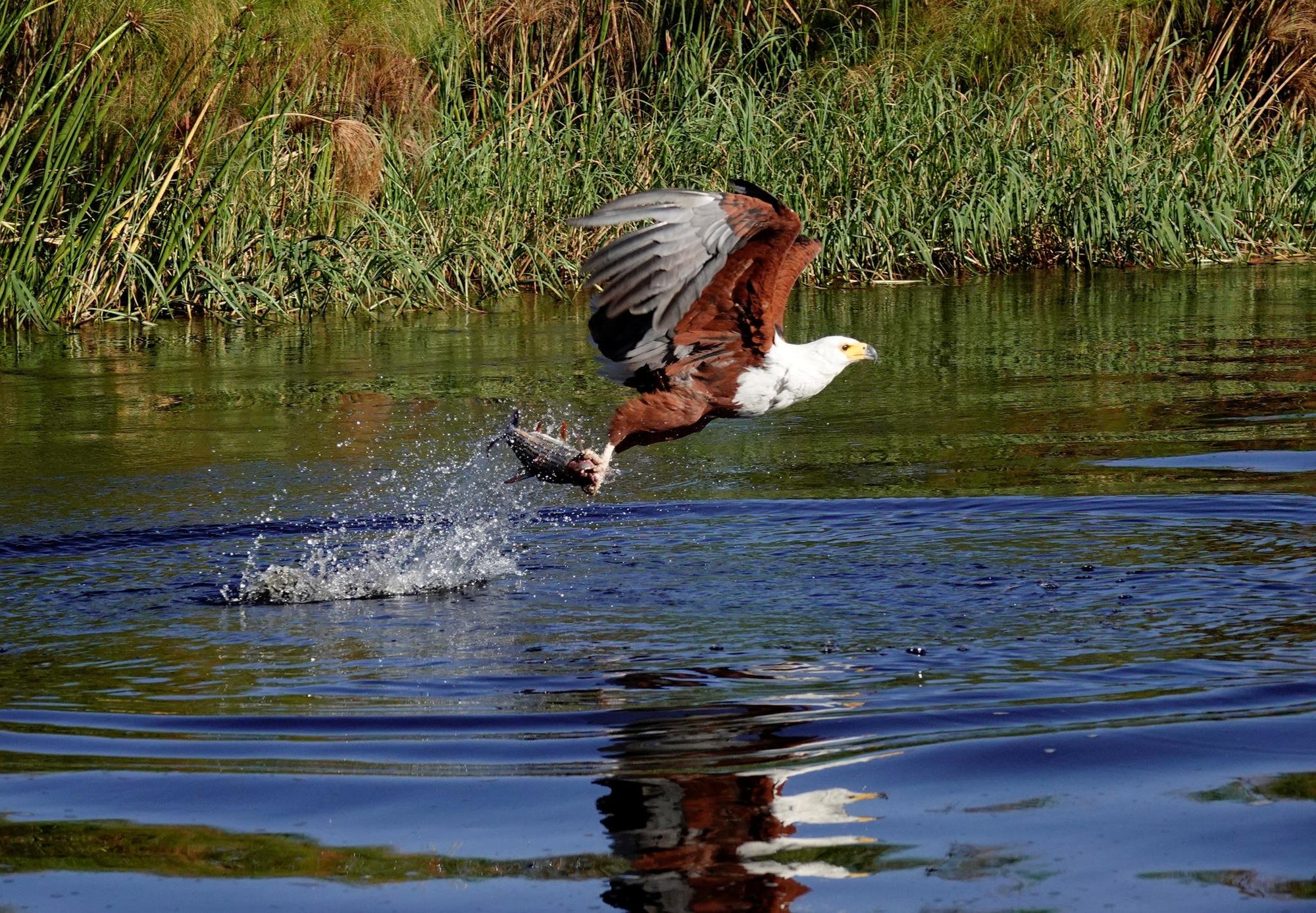 Catch and Release Fishing gallery image 7