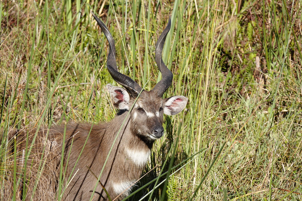 Guided Bush walks gallery image 11