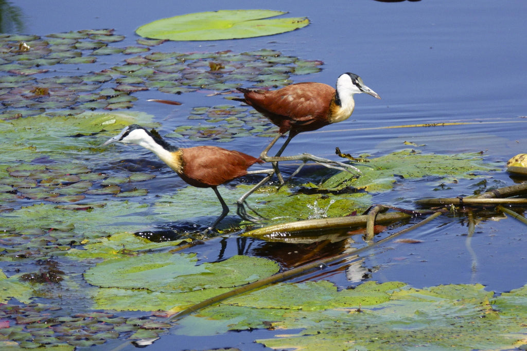 Mokoro Trips gallery image 13
