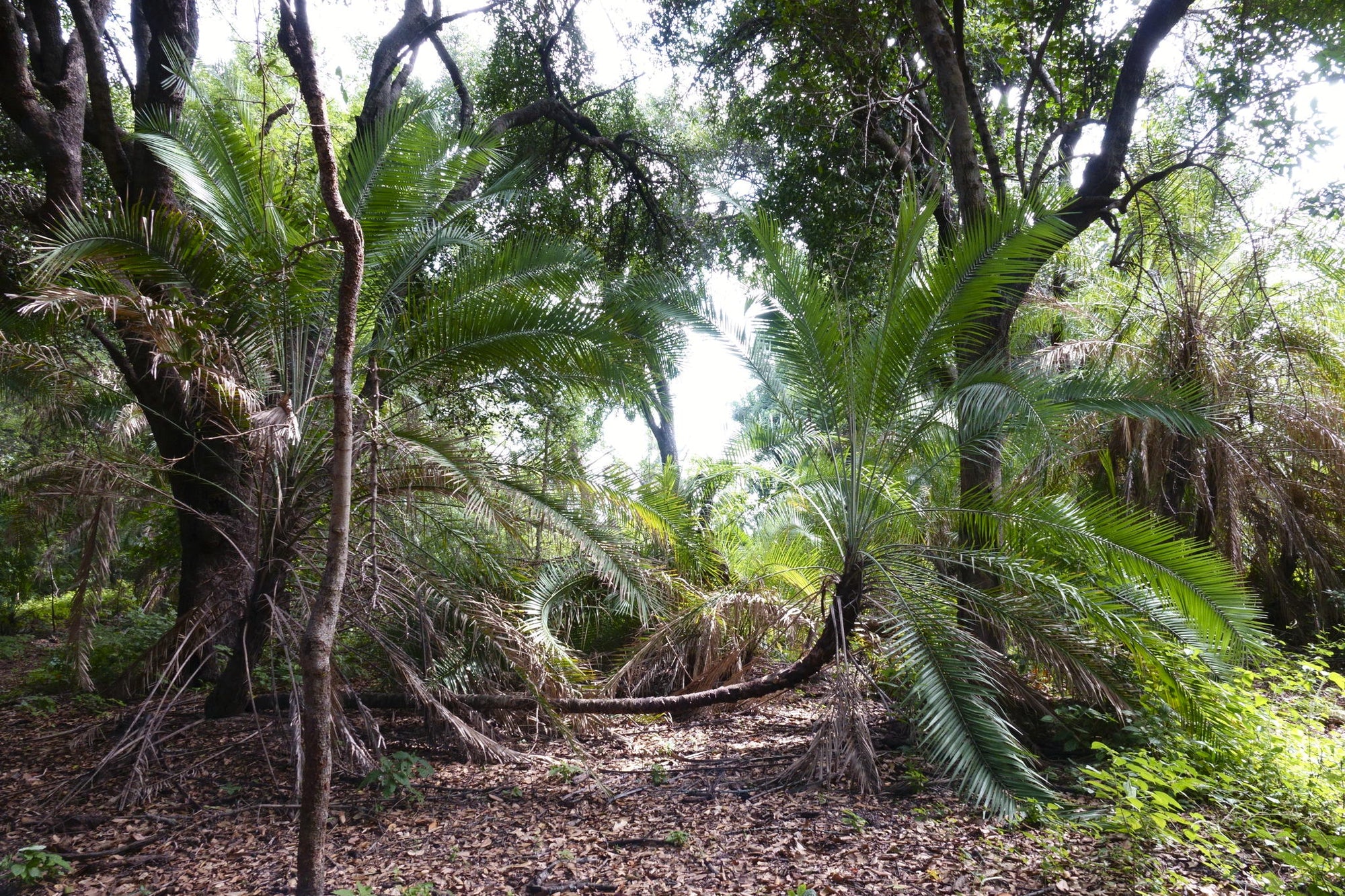 Guided Bush walks gallery image 15