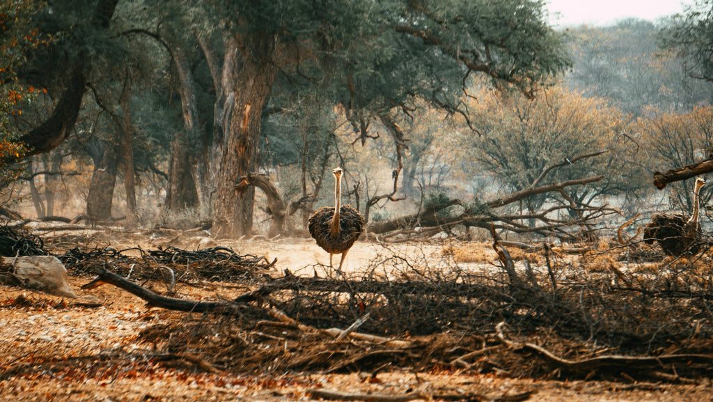 Embark on an Enchanting Nature Drive Adventure at Ugab Game Farm and Lodge (Chargeable Activity) gallery image 6