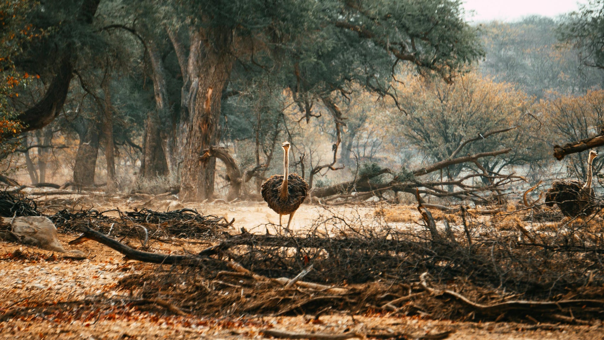 Embark on an Enchanting Nature Drive Adventure at Ugab Game Farm and Lodge (Chargeable Activity) gallery image 6