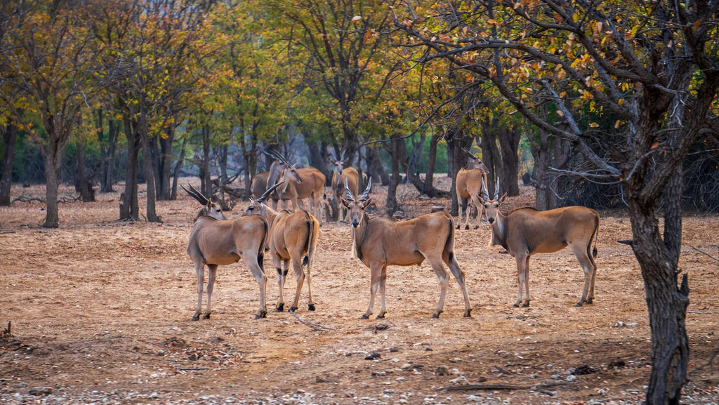 Embark on an Enchanting Nature Drive Adventure at Ugab Game Farm and Lodge (Chargeable Activity) gallery image 10