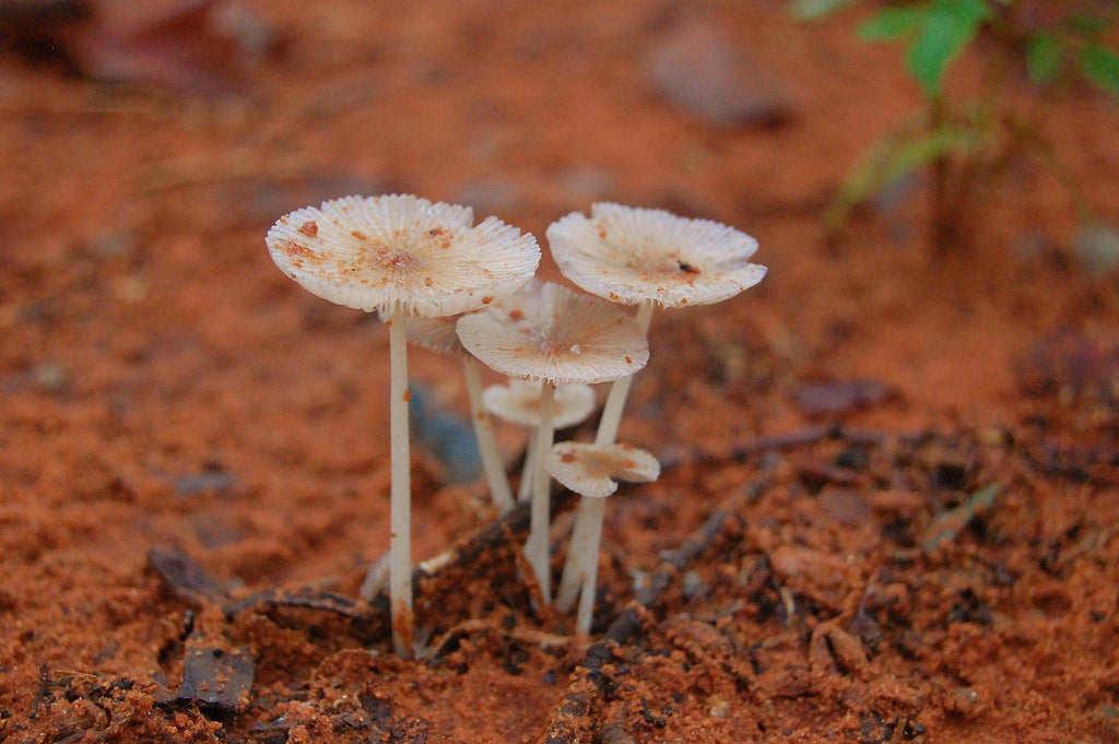 Walking Safaris gallery image 5