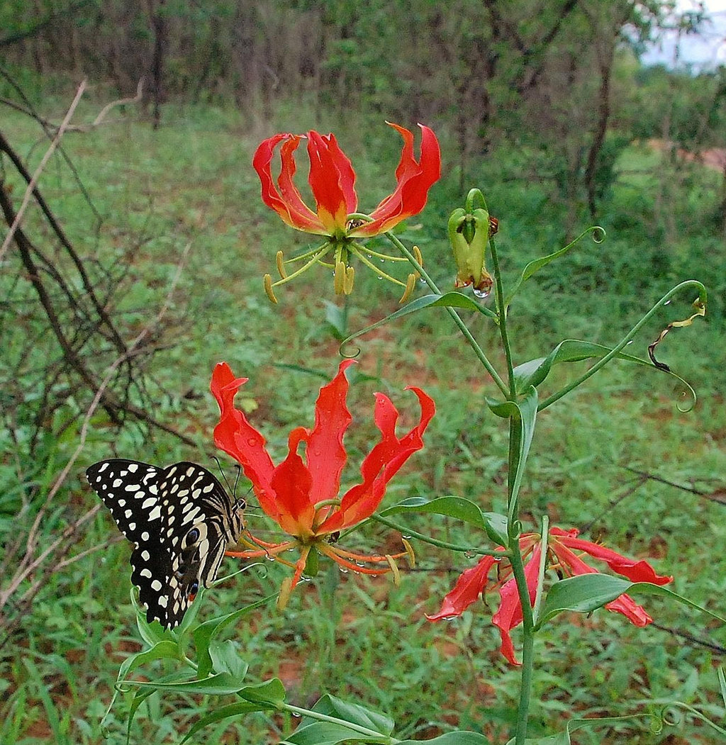 Walking Safaris gallery image 2