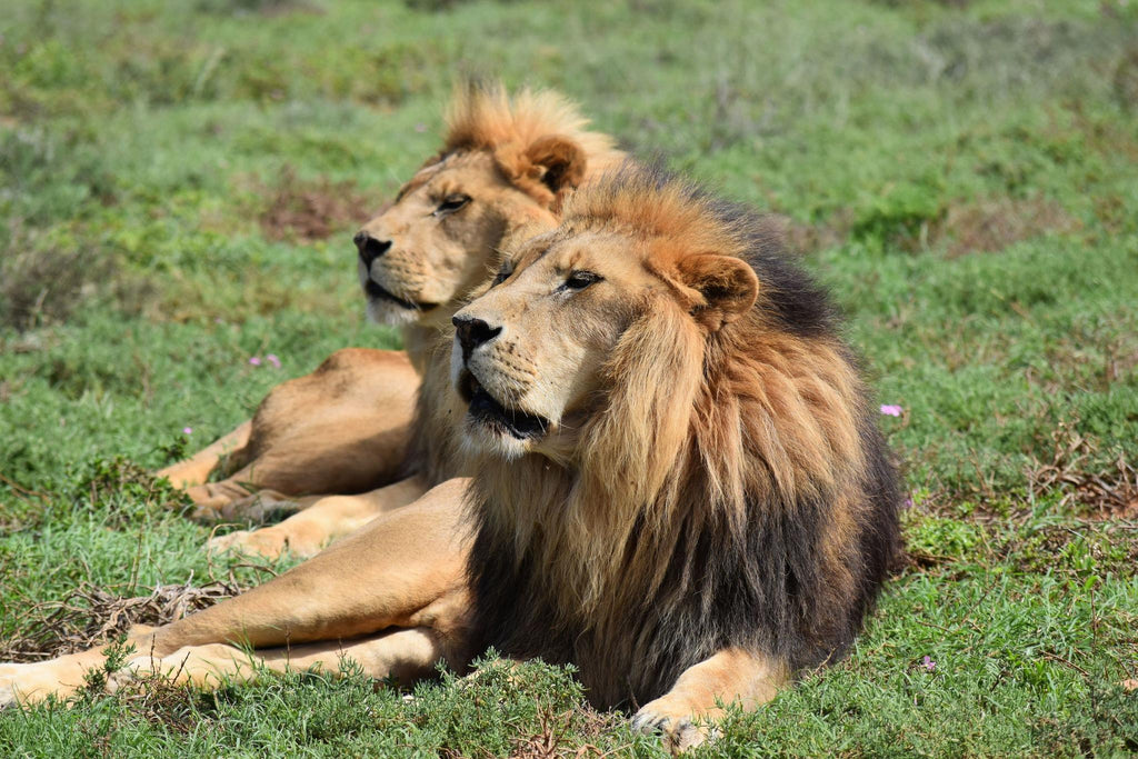 Born Free Big Cat Sanctuaries gallery image 3