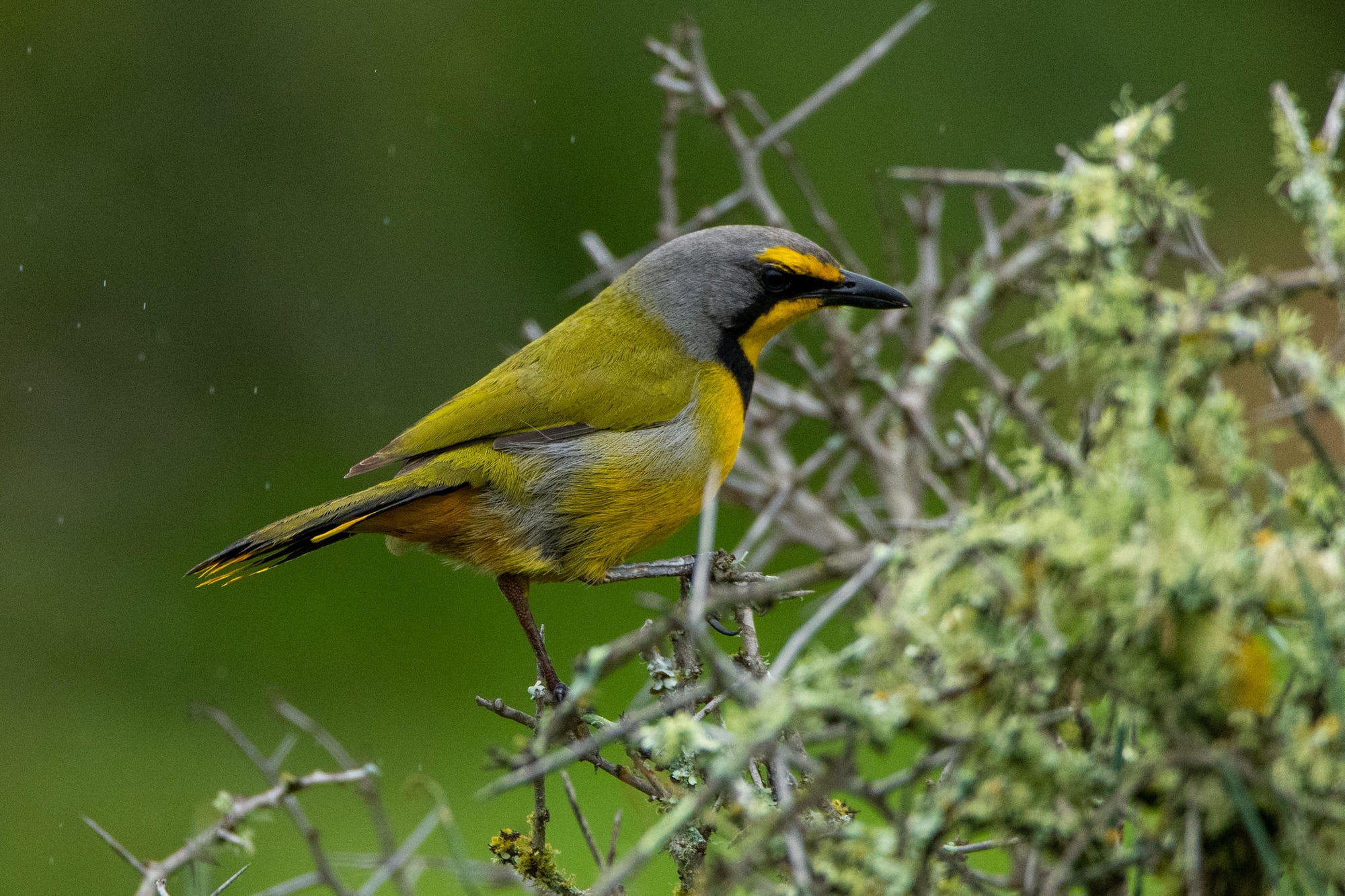 Game Drives gallery image 10
