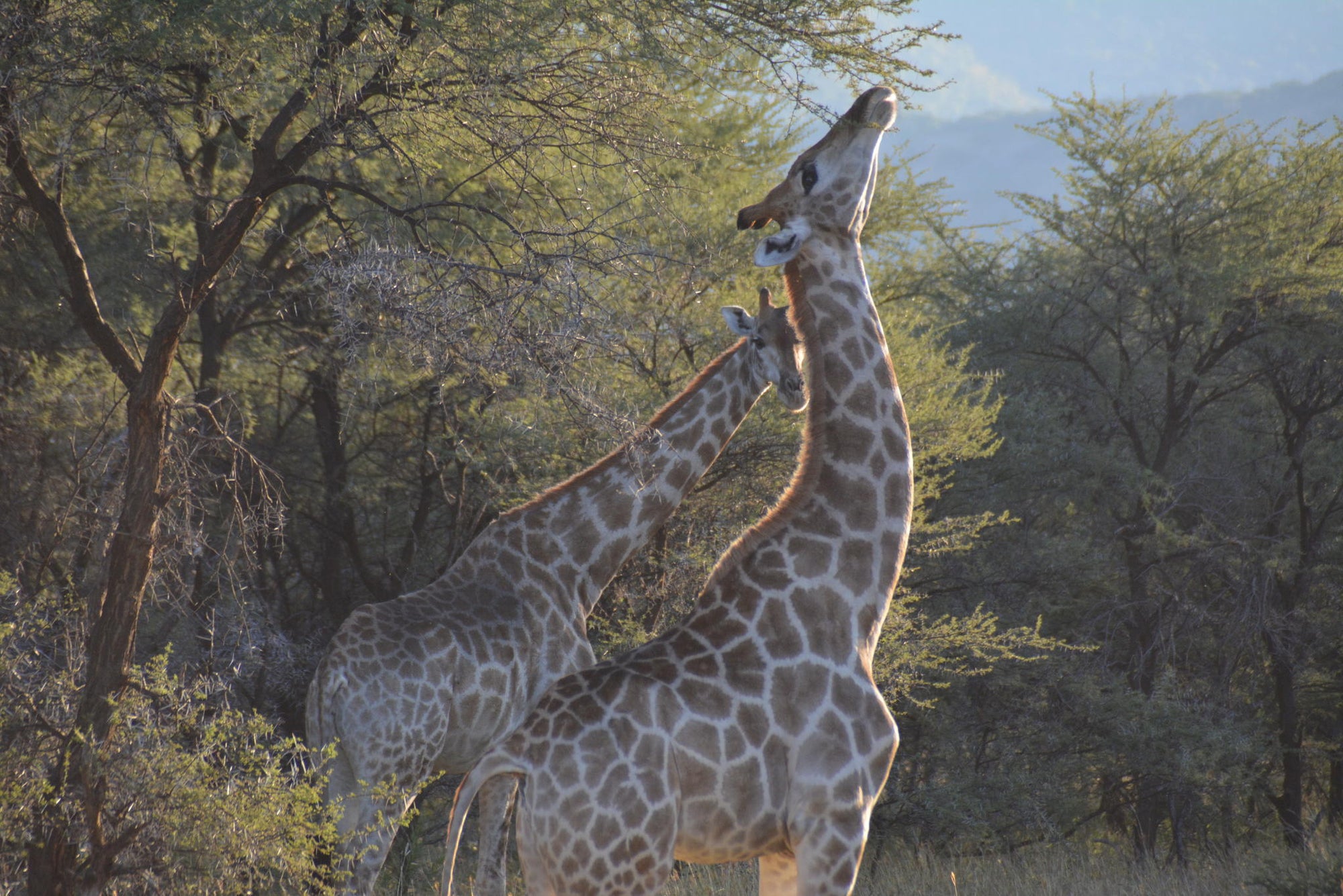 Game Drives  gallery image 6