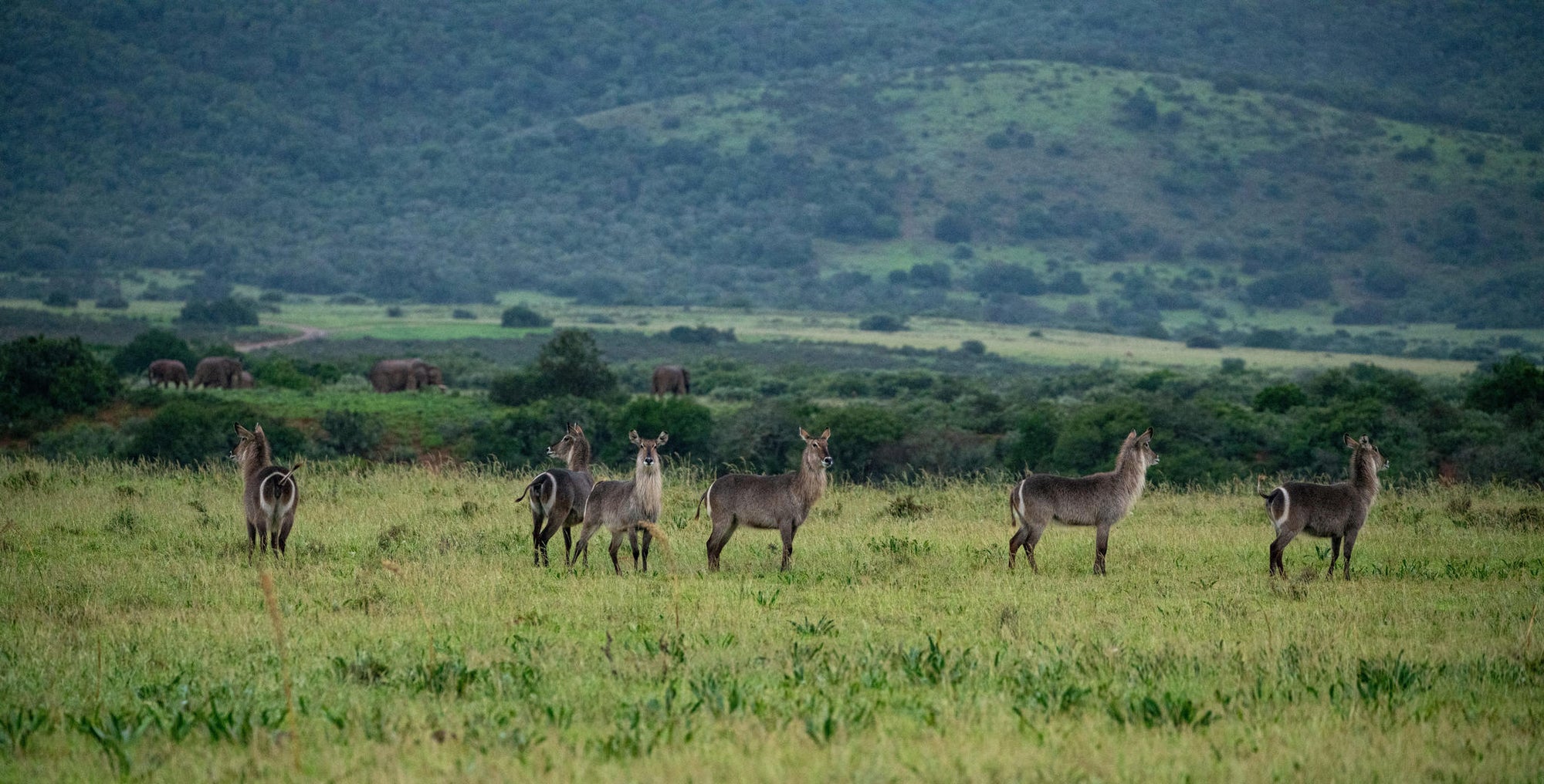 Game Drives gallery image 12