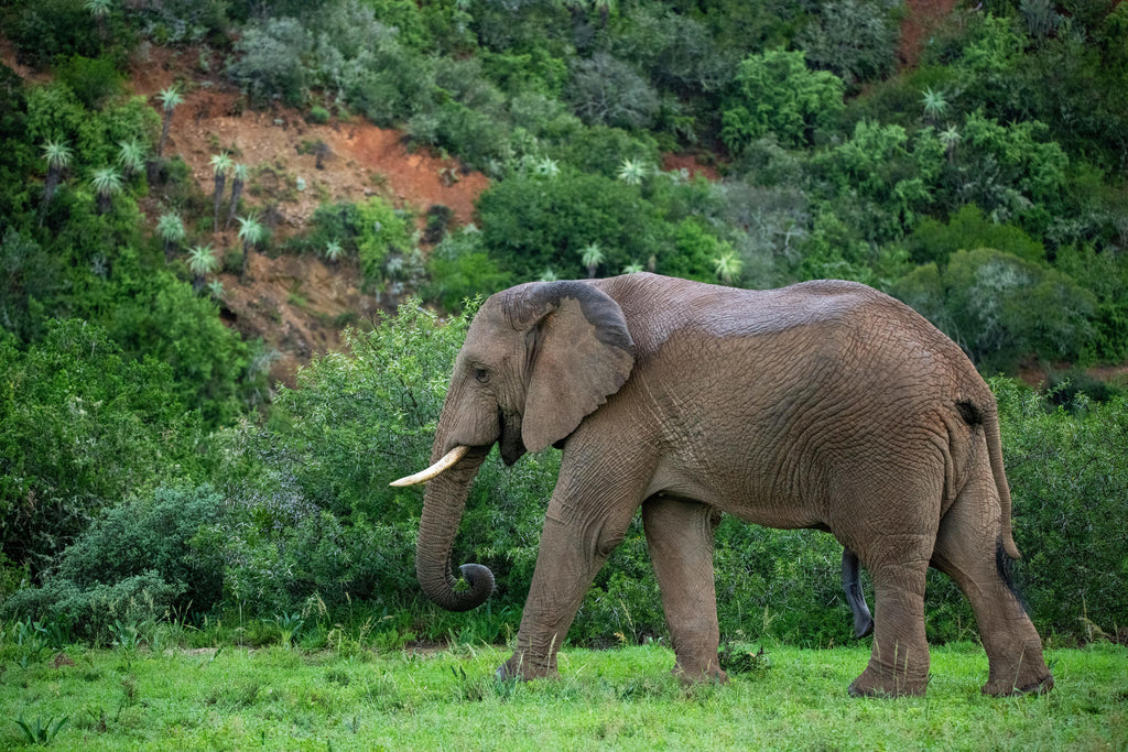 Game Drives gallery image 14