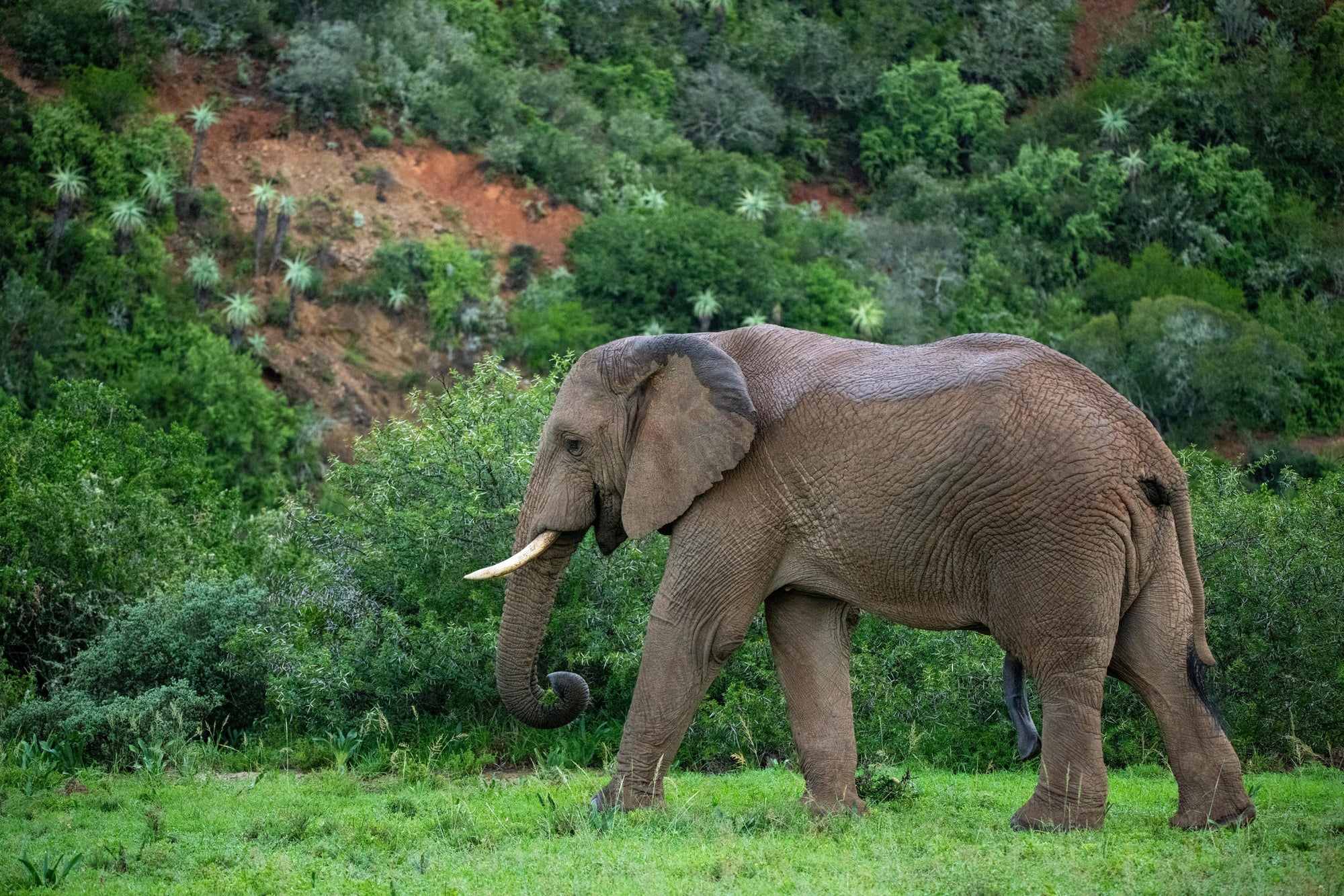 Game Drives gallery image 14