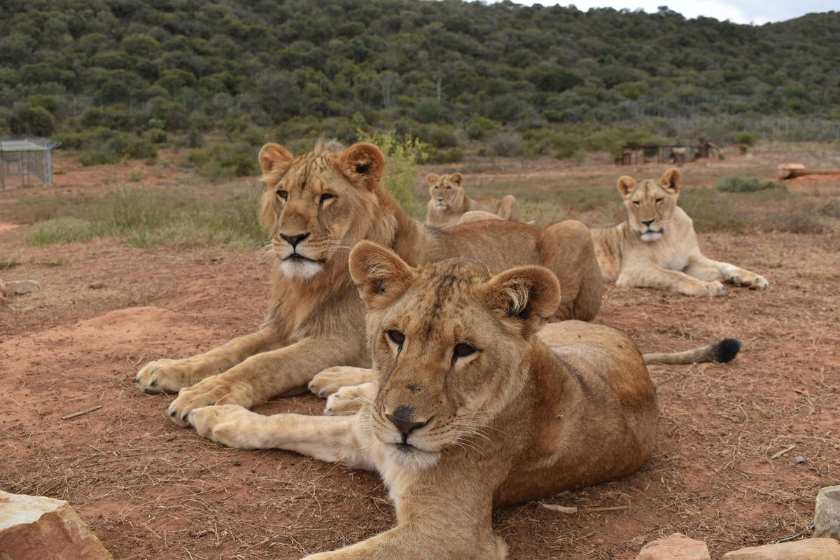 Born Free Big Cat Sanctuaries