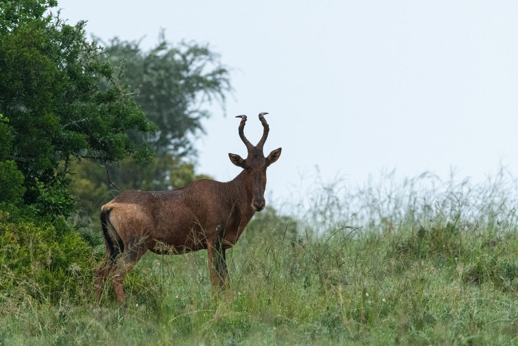Game Drives gallery image 13