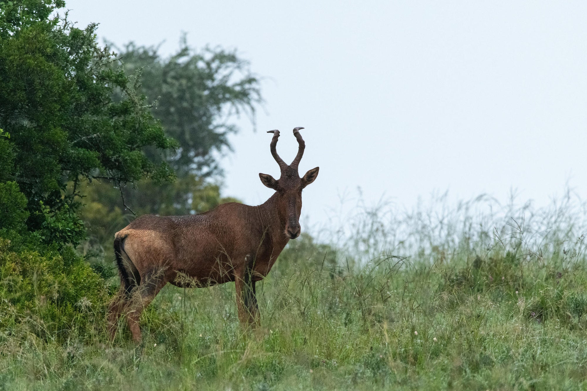 Game Drives gallery image 13