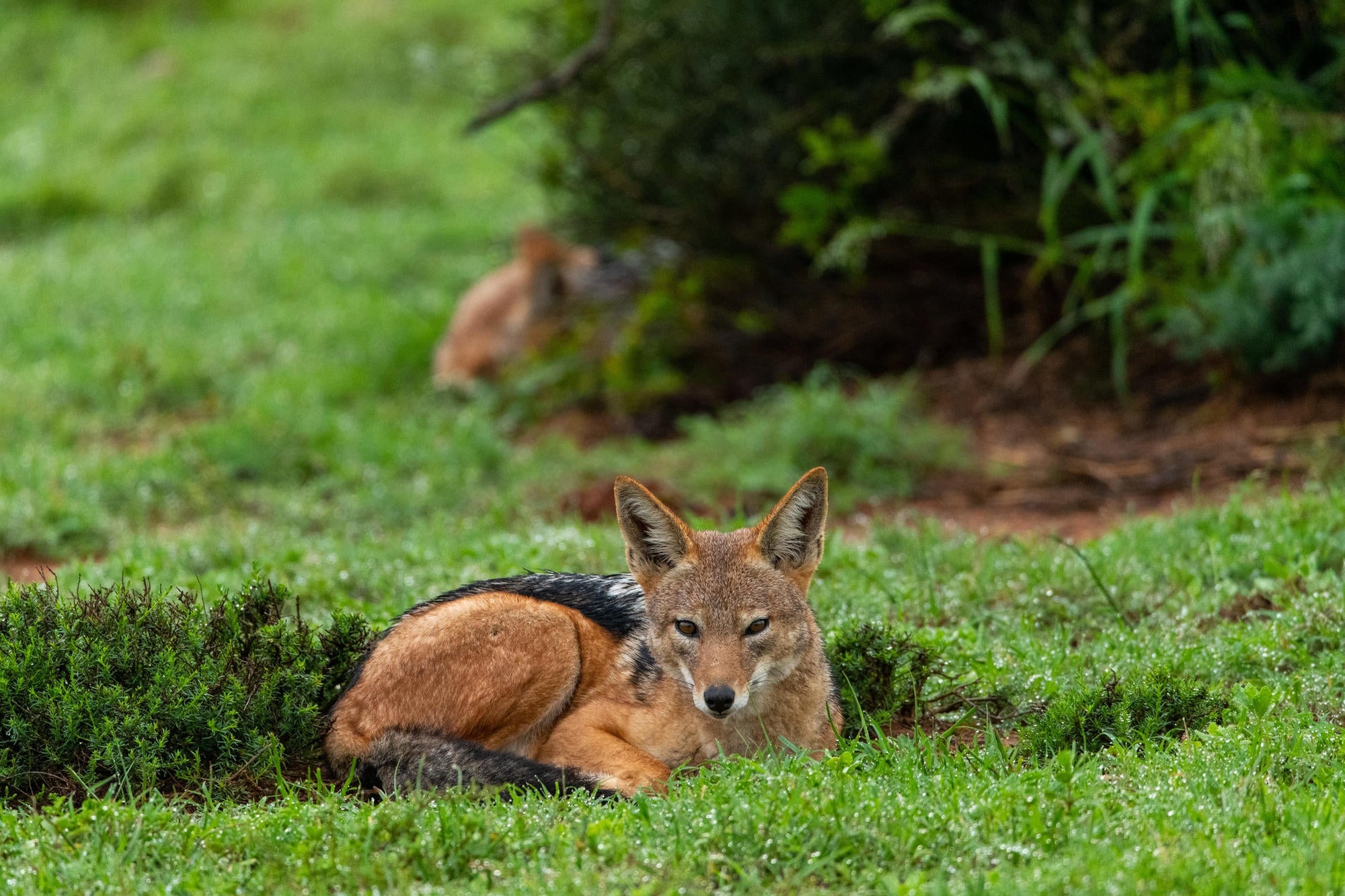 Game Drives gallery image 16