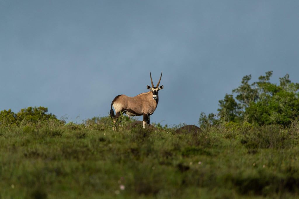 Game Drives gallery image 15