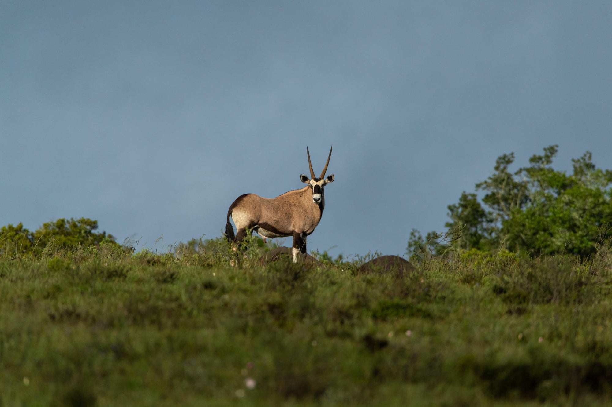 Game Drives gallery image 15