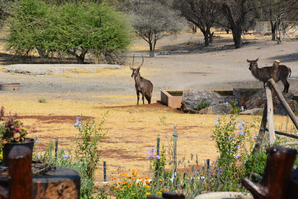 Lodge Waterhole gallery image 5
