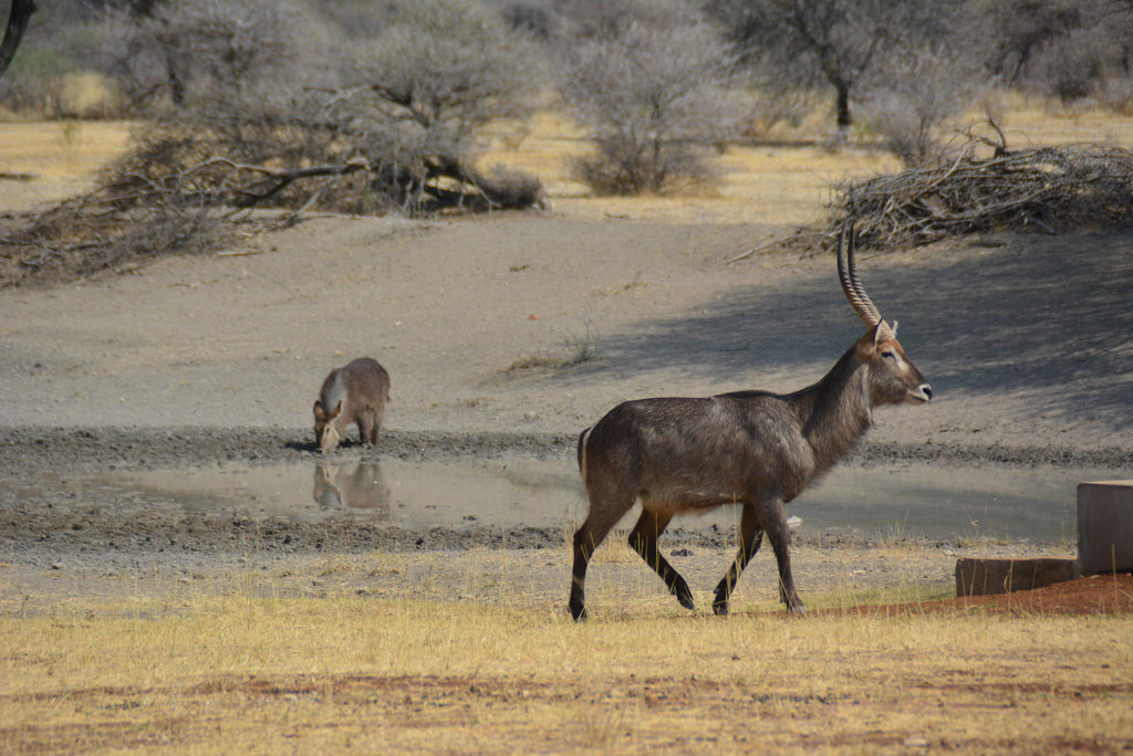Lodge Waterhole gallery image 6