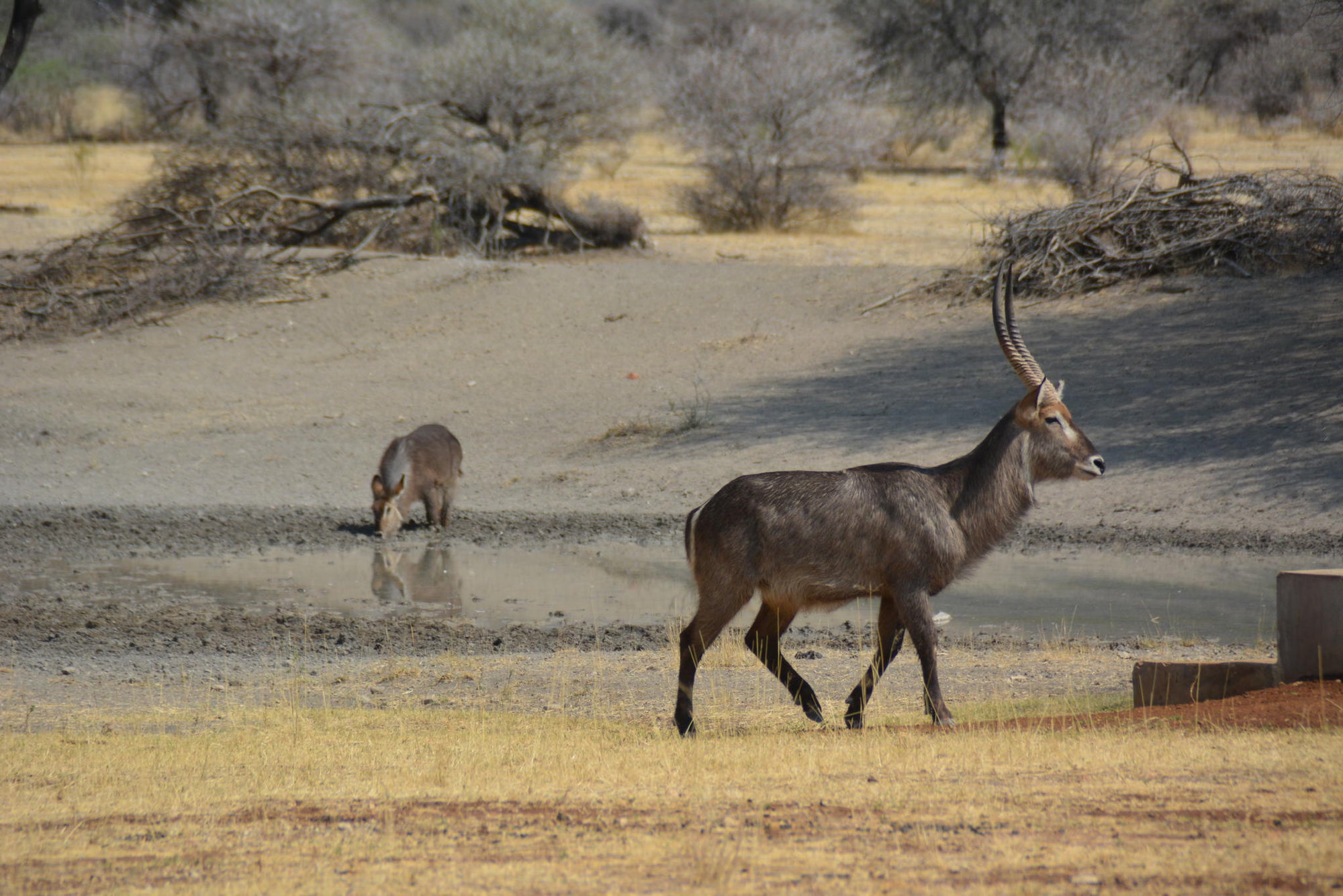 Lodge Waterhole gallery image 6