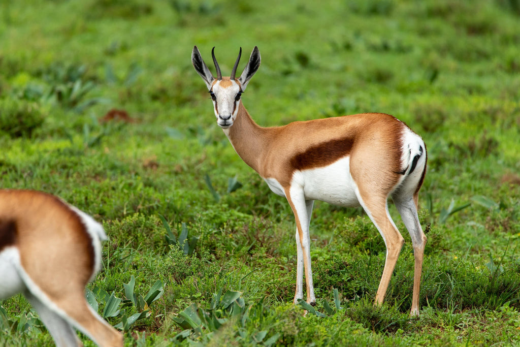 Game Drives gallery image 17